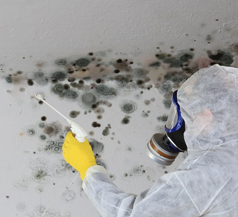 Mold Removal in Memphis, TN